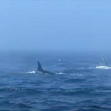 Косатки и горбатые киты устроили схватку у берегов сша