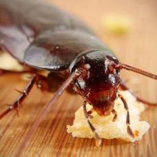 Приносят ли пользу тараканы и клопы?