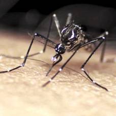 Почему одних людей комары кусают чаще других