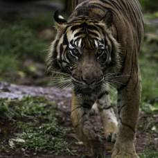 Работник плантации спасся от напавшего на него тигра