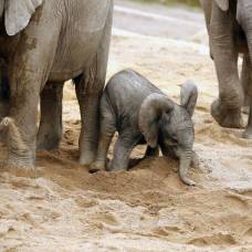 Почему слоны ходят беременными так долго?