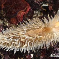 Лохматая морская мышь, или эолидия пупырчатая - голожаберный моллюск aeolidia papillosa