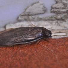 Таможенники случайно нашли неизвестного науке таракана