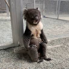Коала, медитирующий в зоопарке, стал интернет-мемом