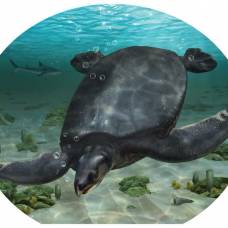 В европе нашли крупнейшую ископаемую черепаху