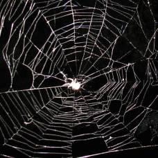 Почему пауки плетут паутину в пустых домах, где нет даже мух?