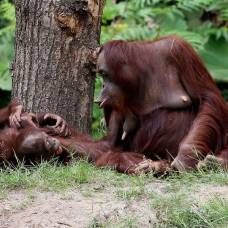 Общение орангутанов пролило свет на происхождение человеческой речи