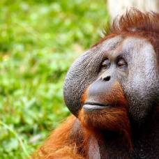 Язык орангутанов навел ученых на мысли об эволюции людей