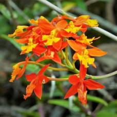 5 интересных фактов об орхидеях