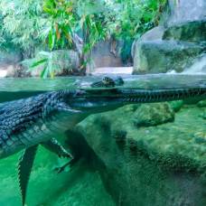 Как крокодил задерживает дыхание под водой, когда сидят в засаде?