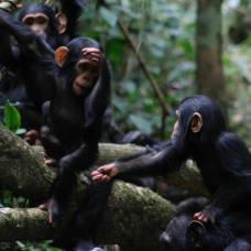 Люди все еще понимают язык жестов шимпанзе, хотя сами его не используют