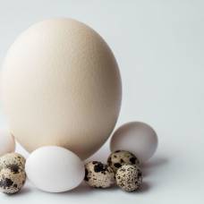 Яйца каких животных съедобны для человека?