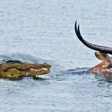 Умопомрачительная гонка крокодила за антилопой в воде