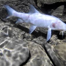 В пещерах индии нашли новый вид рыб-троглобионтов