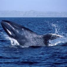 Интересные факты о самых больших китах на планете