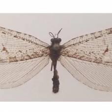 Гигантская златоглазка: почти полвека это насекомое считалось вымершим.