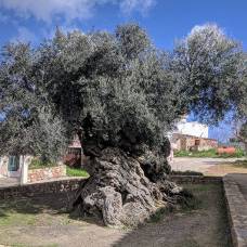 На 3000-летнем греческом оливковом дереве в греции до сих пор растут оливки