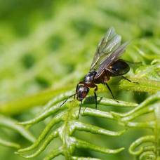 Ученые впервые нашли биологическую основу «кастовых различий» насекомых
