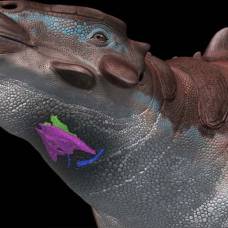 У анкилозавра нашли необычный голосовой аппарат: он похож на птичий