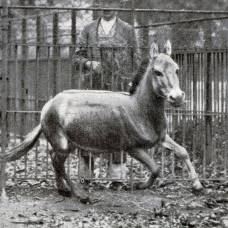 Кунга, или «царская лошадь»