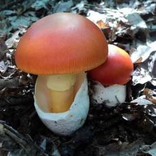 Цезарский гриб, или мухомор цезарский (лат. amanita caesarea)