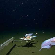 Самую глубоководную рыбу в мире впервые сняли на видео