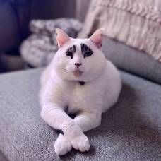 Сквид - кот с уникальными отметинами, похожими на брови