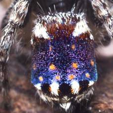 Maratus constellatus - паук, который выглядит как «звездная ночь» ван гога