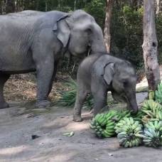 Как слониха научились сама чистить бананы