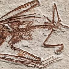 Учёные нашли самые старые скелеты летучих мышей
