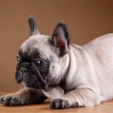 Древние римляне разводили собак с плоской мордой похожих на французских бульдогов