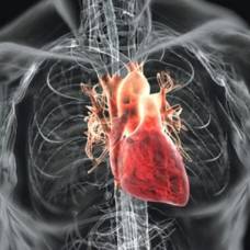 Исследователи нашли способ борьбы с рубцеванием сердца