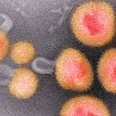 Ученые обнаружили 30 000 новых вирусов, которые скрываются в днк микробов