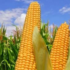 Почему кукуруза не размножается в дикой природе?