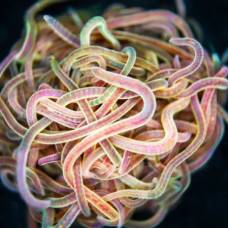 Как клубок из сотен червей может распутаться за доли секунды
