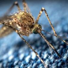 Ученые разработали тонкую ткань, которую не прокусывают комары