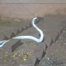 В индии в дом приползла редчайшая кобра-альбинос