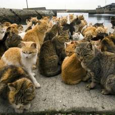 Аосима - остров рыжих кошек