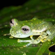 В горах колумбии открыли новый вид прозрачных лягушек