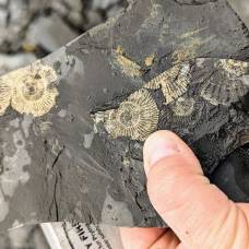 Палеонтологи узнали, как образуются окаменелости золотого цвета