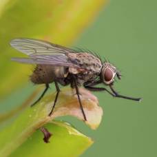 Почему мухи трут конечности друг о друга?
