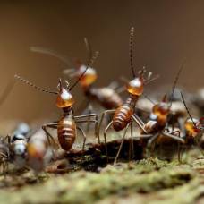 Цивилизация термитов: в чем крохотные насекомые превзошли человека