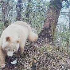 В китае на видео попала единственная в мире белая панда