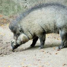 Висайская бородавчатая свинья (лат. sus cebifrons)