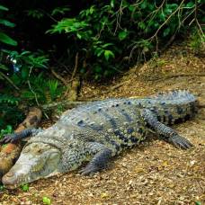 Самки крокодилов могут выводить потомство без самцов