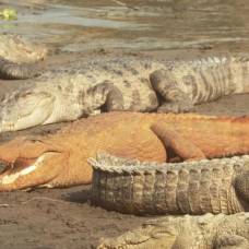 Почему в непале некоторые крокодилы стали оранжевыми?