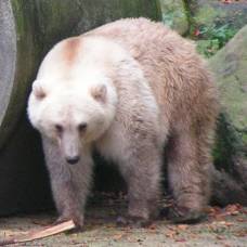 Пиззли - помесь белого медведя и гризли