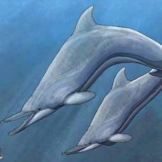 В новой зеландии обнаружили кости саблезубого дельфина