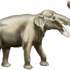 Палеонтологи обнаружили кладбище древних родственников слонов