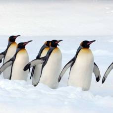 Почему пингвины не мерзнут?